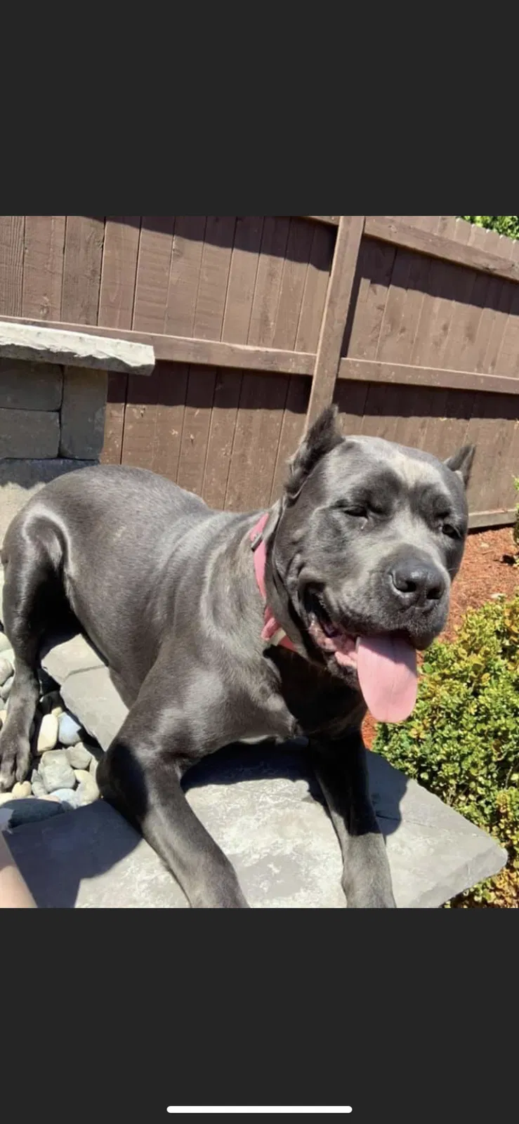 Lost dog in Vancouver, WA, 98682