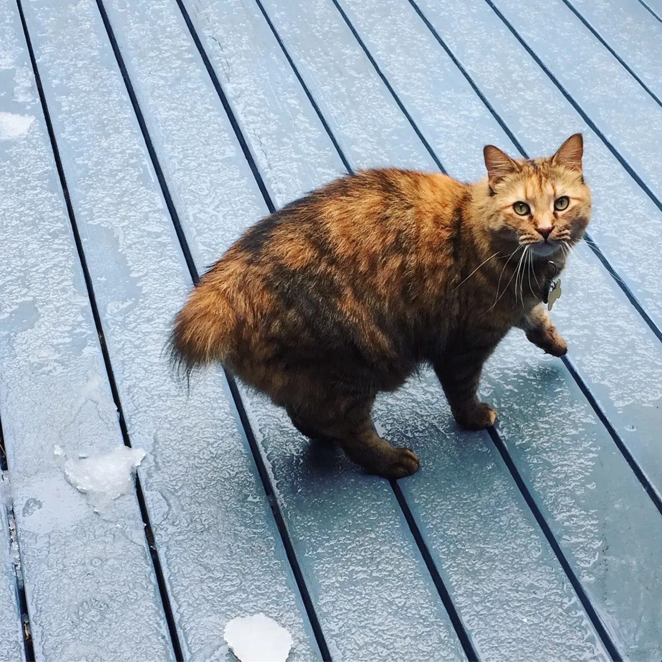 Lost cat in Elk Grove, CA, 95758