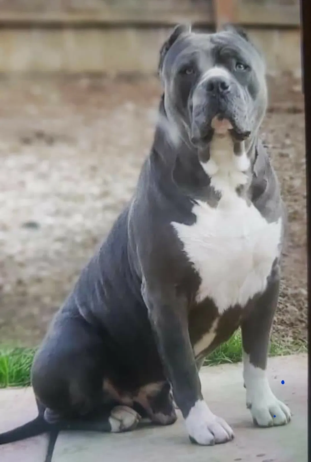 Lost dog in Lathrop, CA, 95330