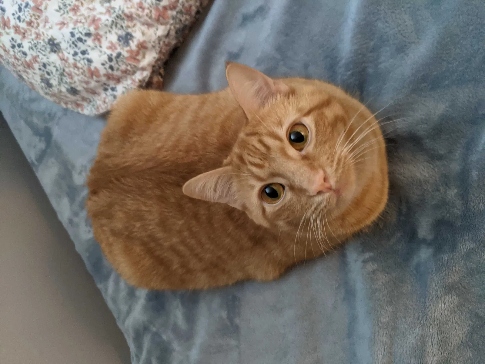 Lost cat in Lexington, KY, 40517