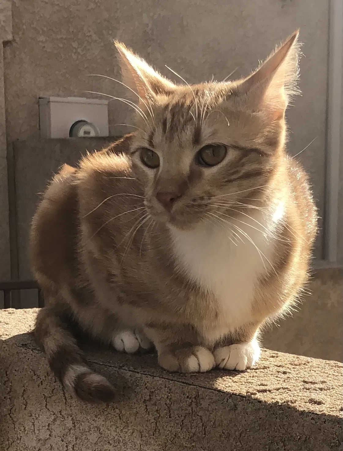Lost cat in Colorado Springs, CO, 80906
