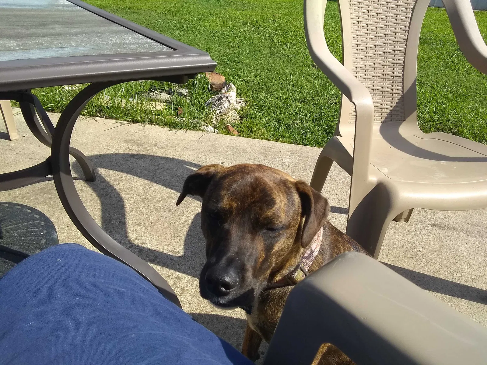 Lost dog in Tulsa, OK, 74107