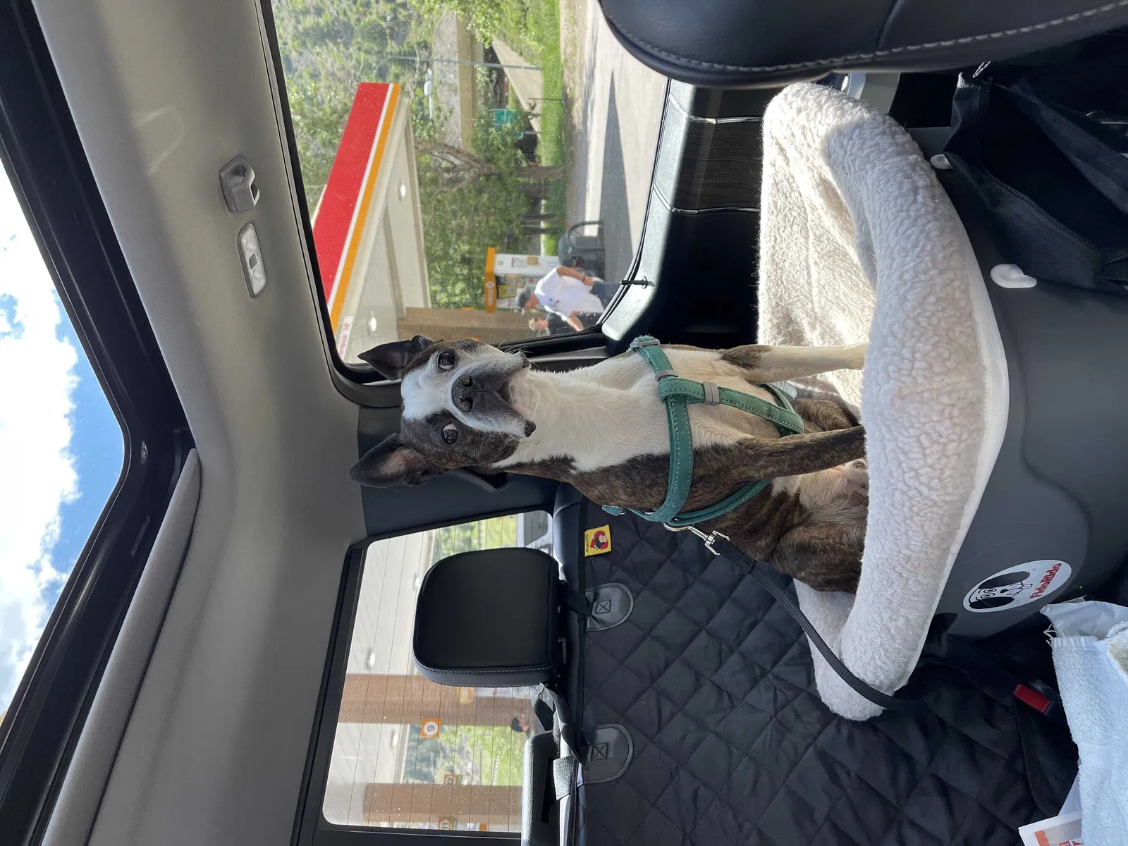 Lost dog in Arvada, CO, 80007