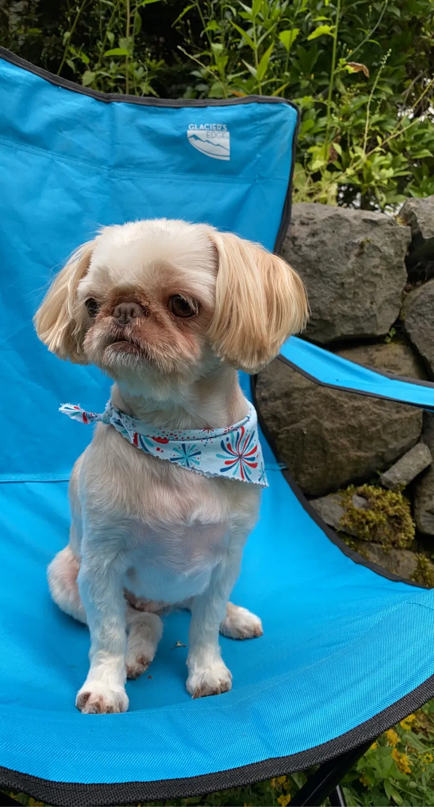 Lost dog in Oregon City, OR, 97045