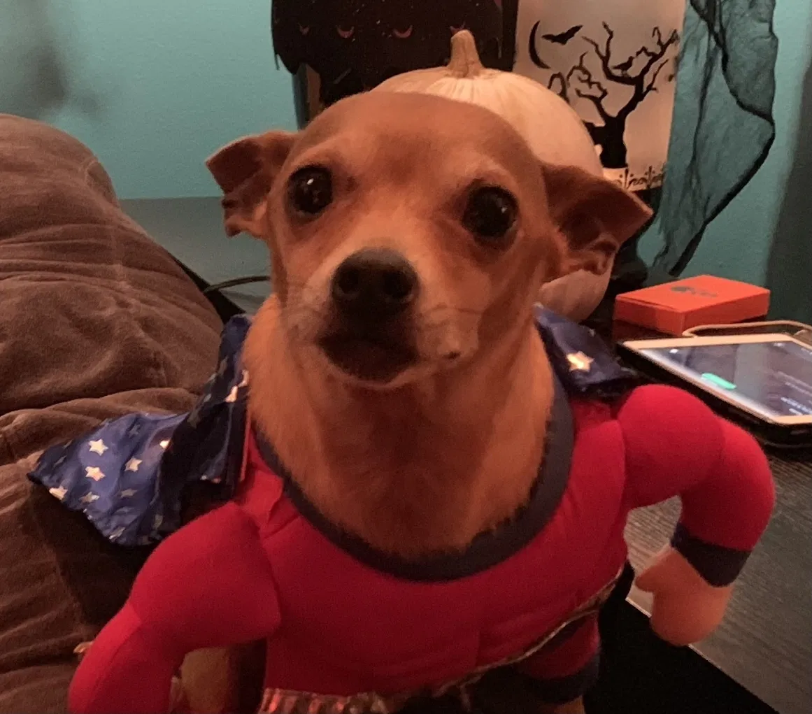 Lost dog in Dallas, TX, 75220