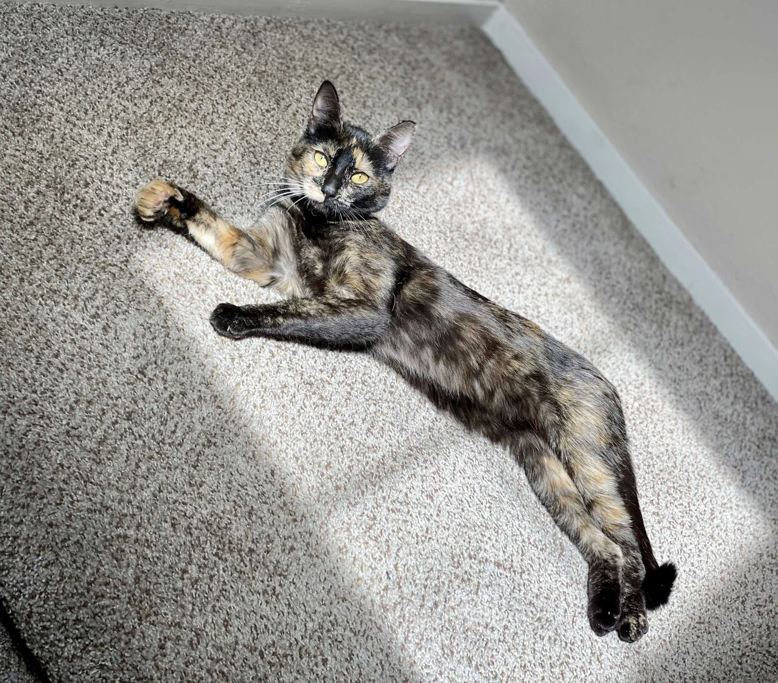Lost cat in Las Vegas, NV, 89178