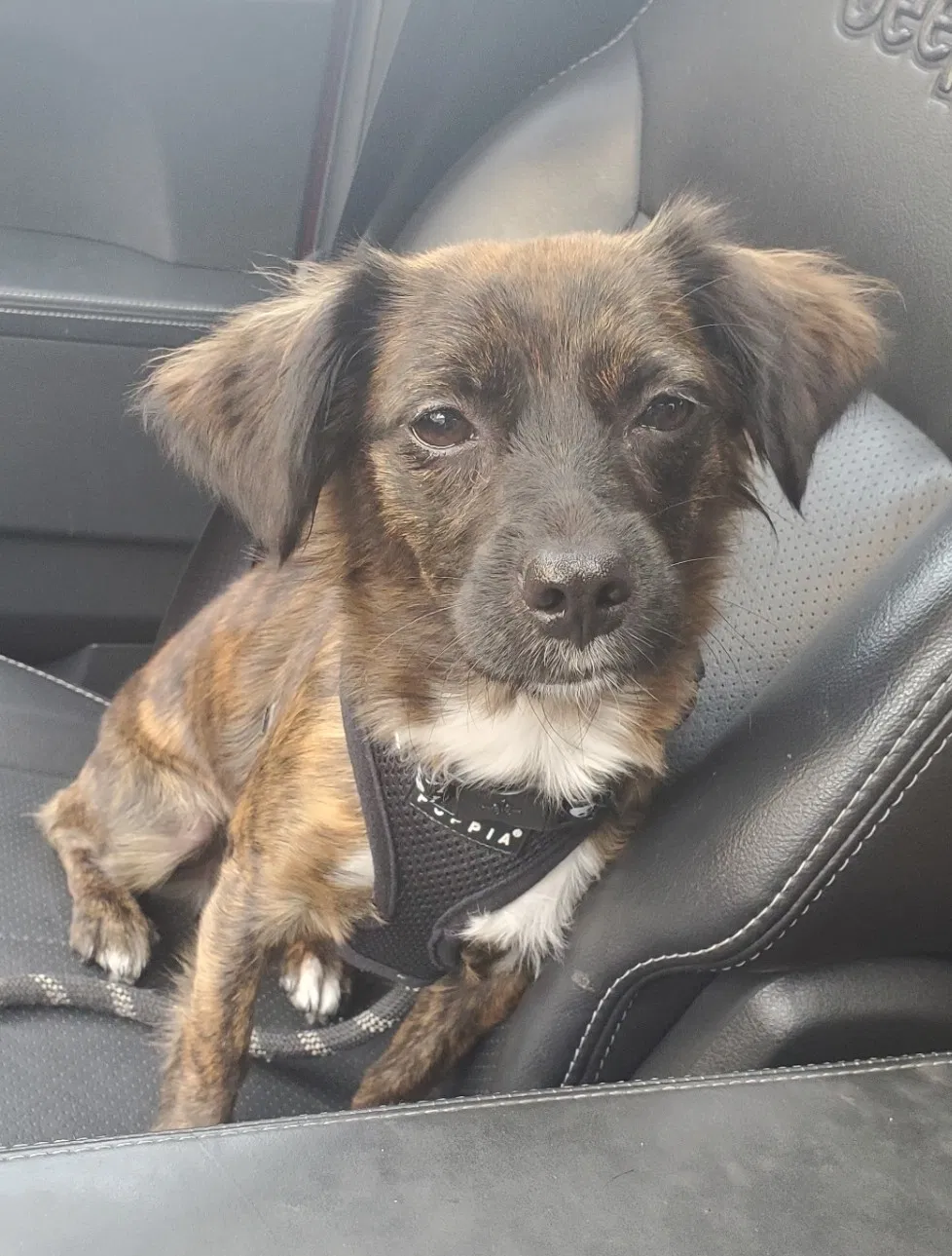 Lost dog in El Cajon, CA, 92021
