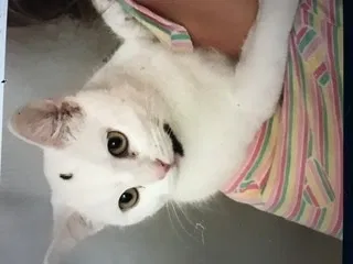 Lost cat in Thousand Oaks, CA, 91360