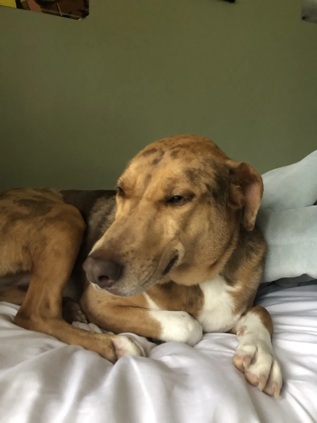 Lost dog in Virginia Beach, VA, 23456