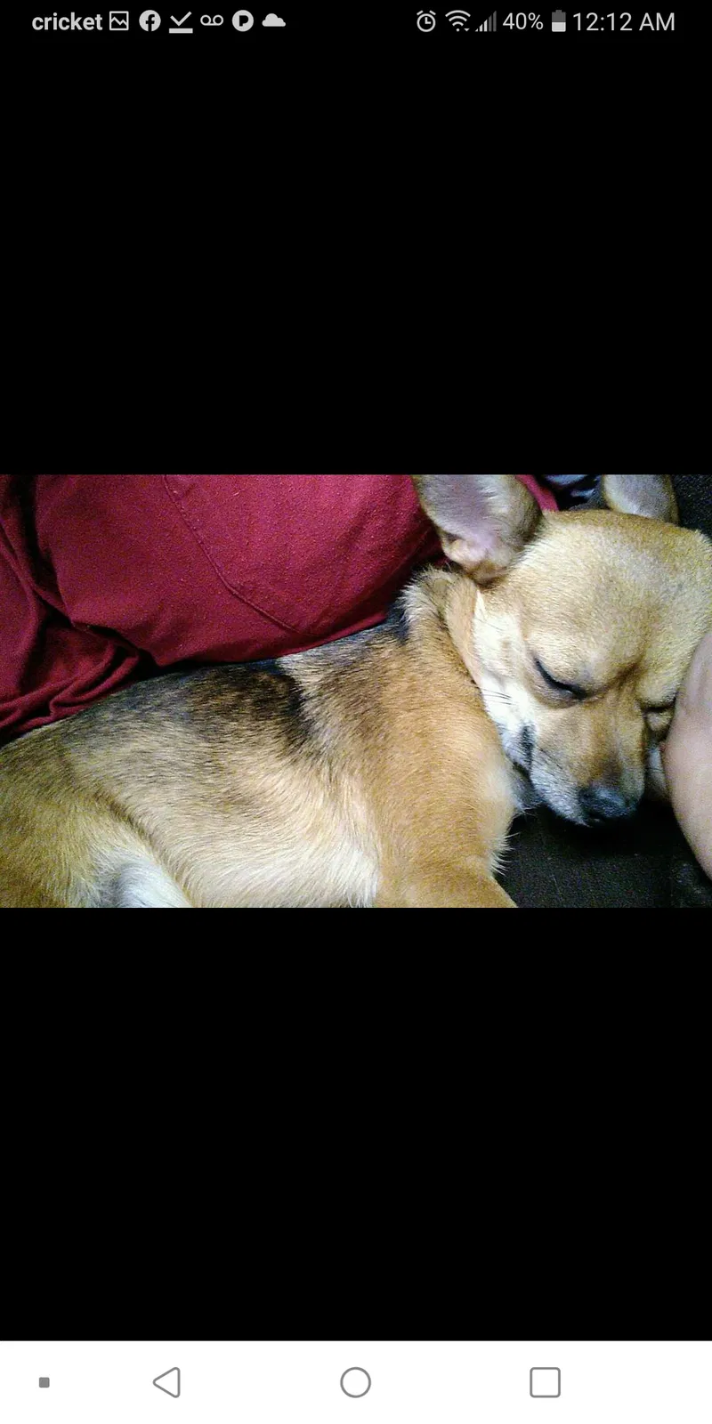 Lost dog in Tickfaw, LA, 70466