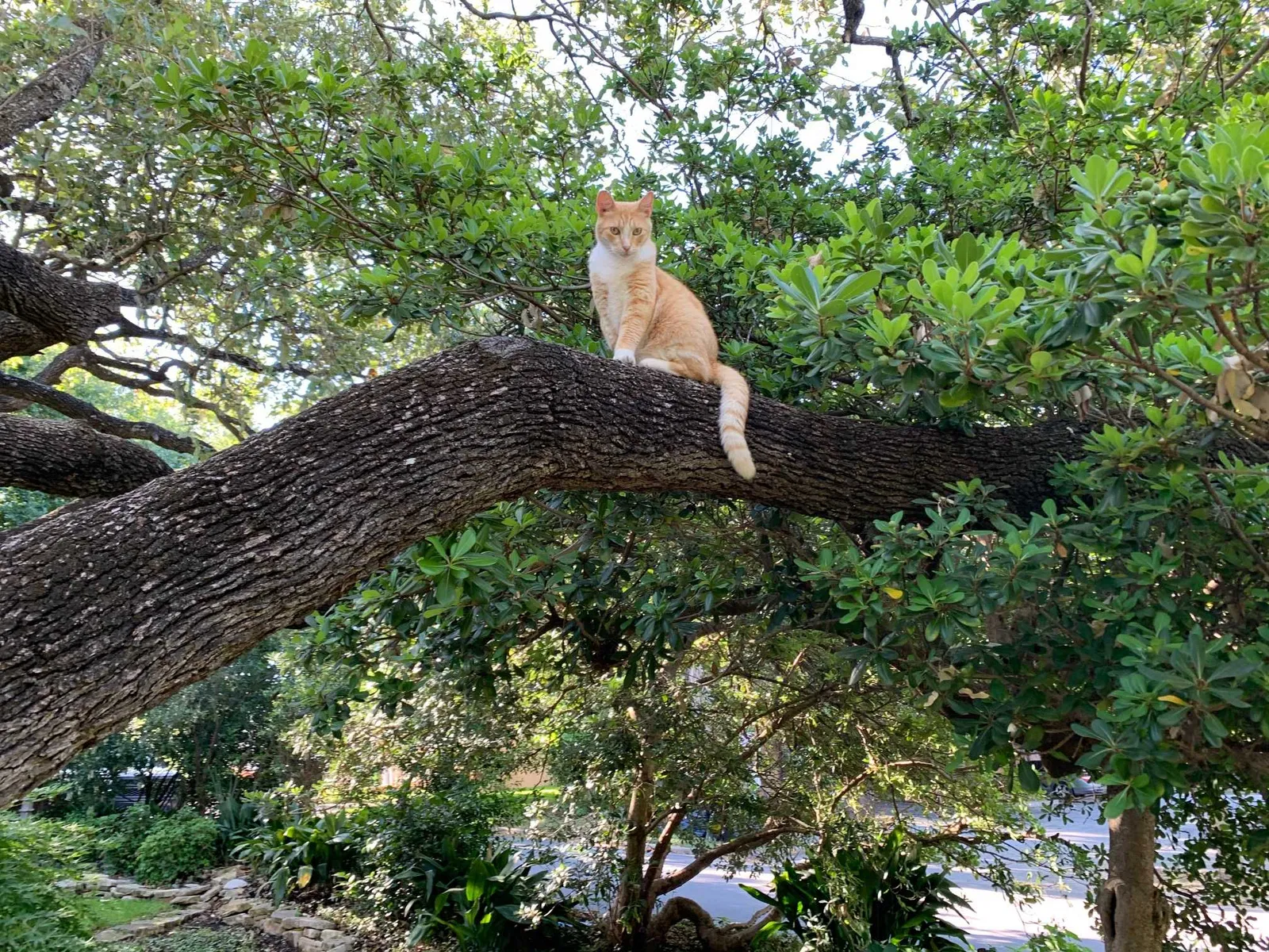 Lost cat in San Antonio, TX, 78209