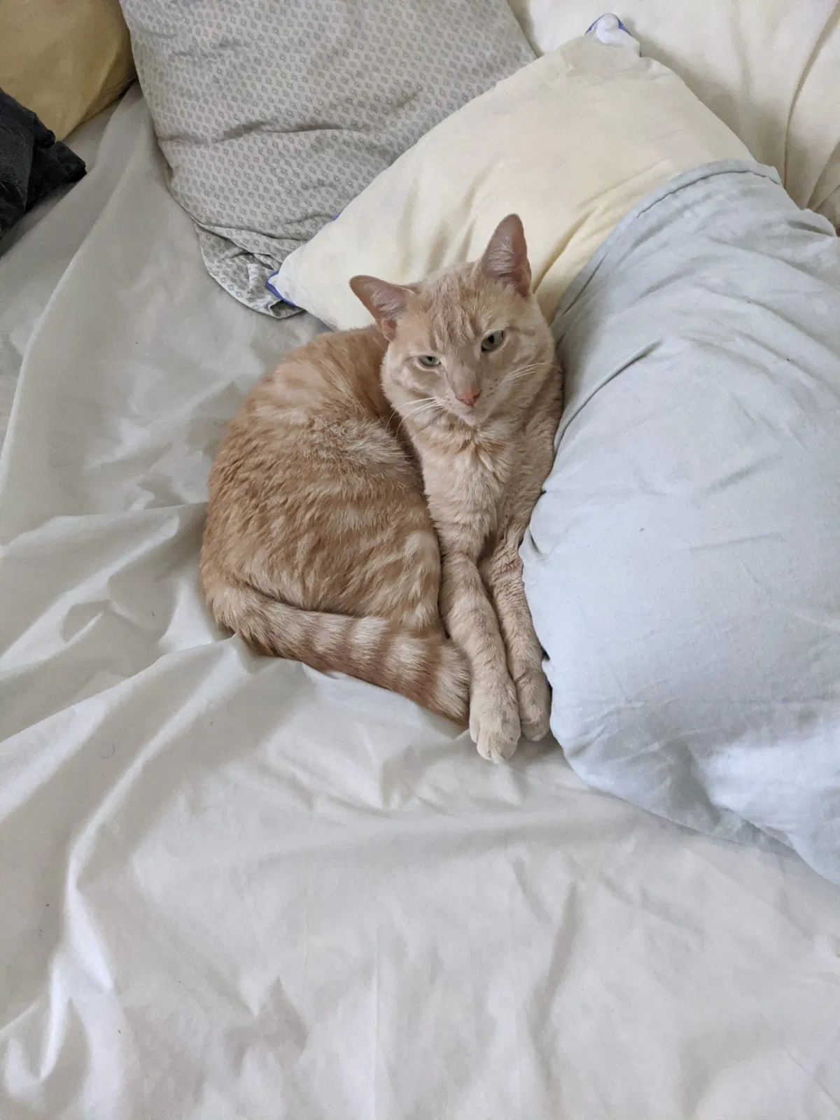 Lost cat in Philadelphia, PA, 19125