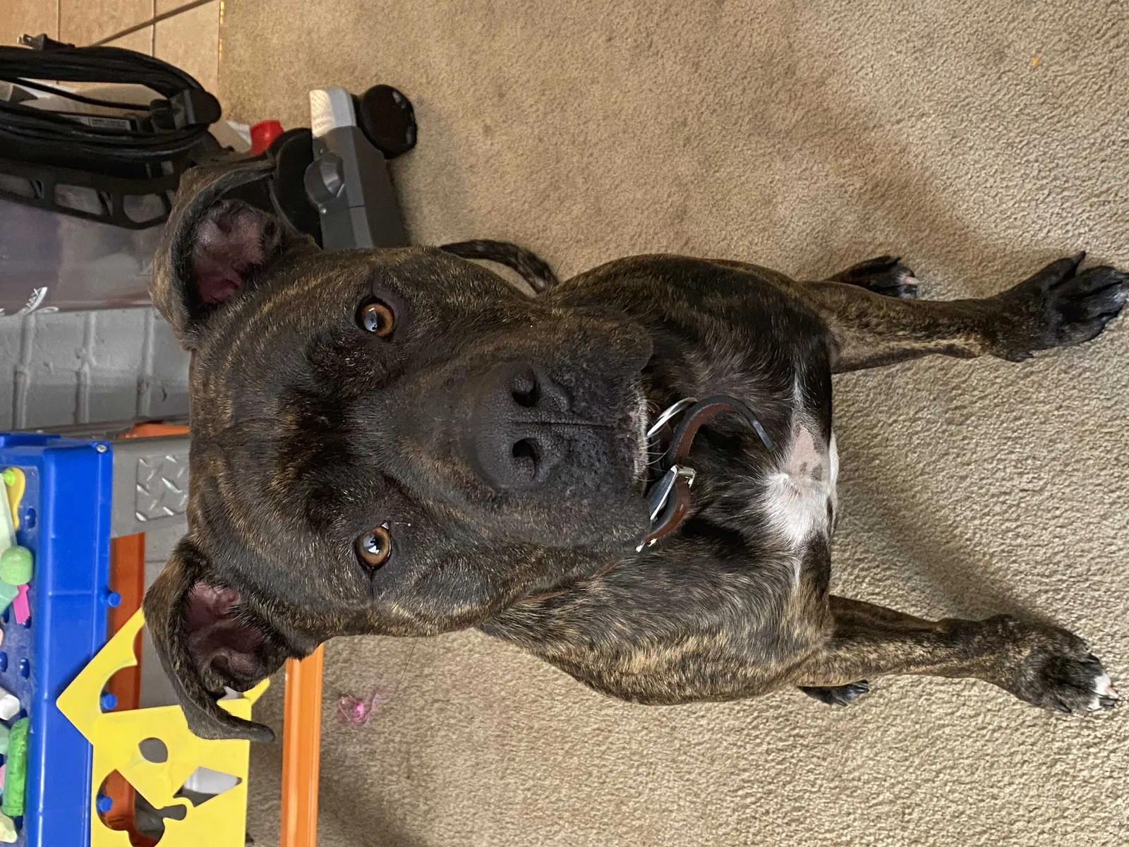 Lost dog in Richmond, KY, 40475