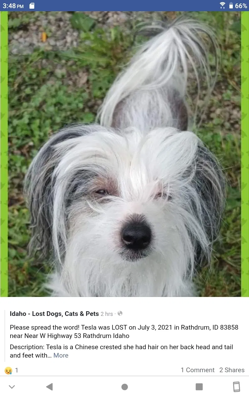 Lost dog in Rathdrum, ID, 83858