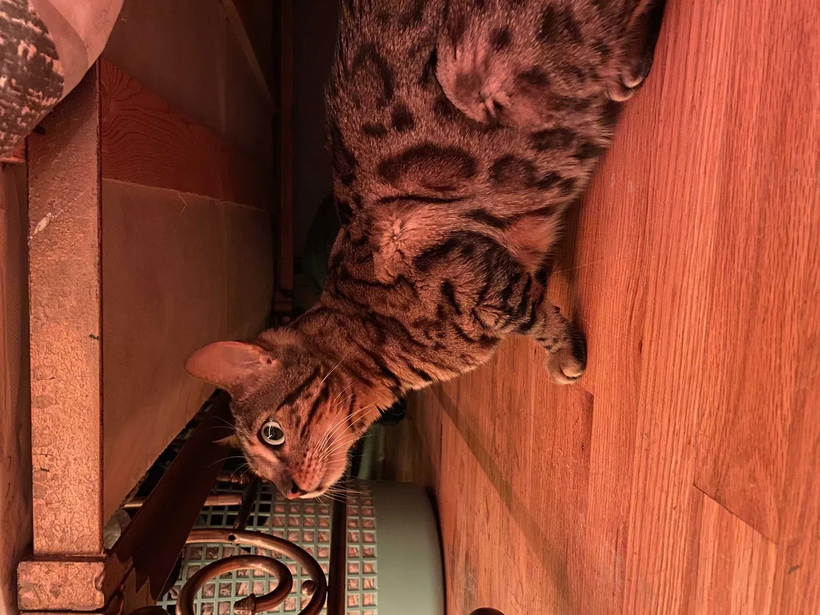 Found cat in Denver, CO, 80234