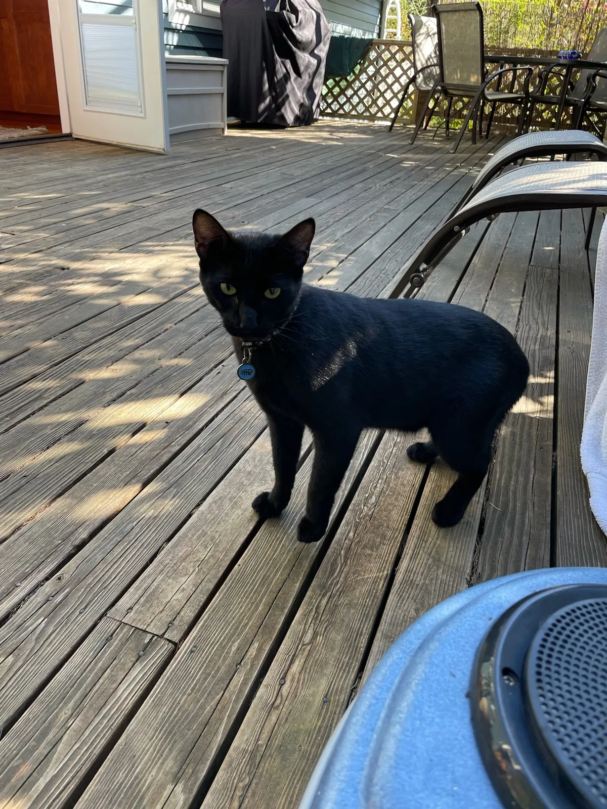 Lost cat in Port Orchard, WA, 98366