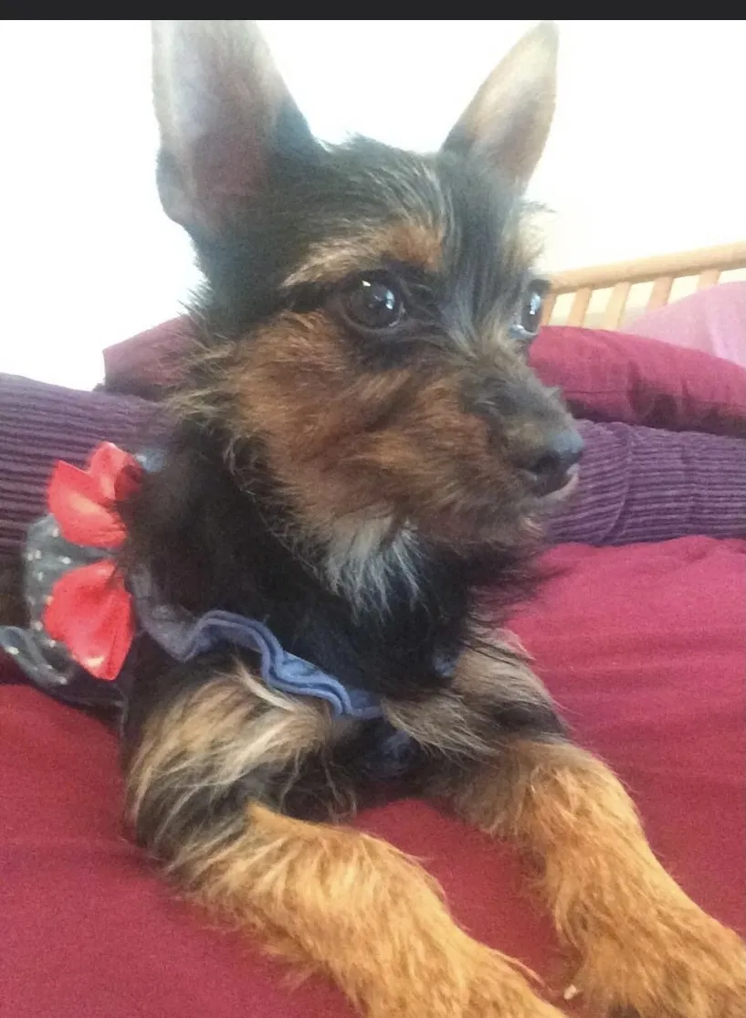 Lost dog in Orlando, FL, 32803