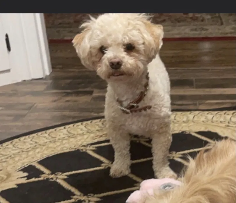 Lost dog in Santa Rosa, CA, 95404