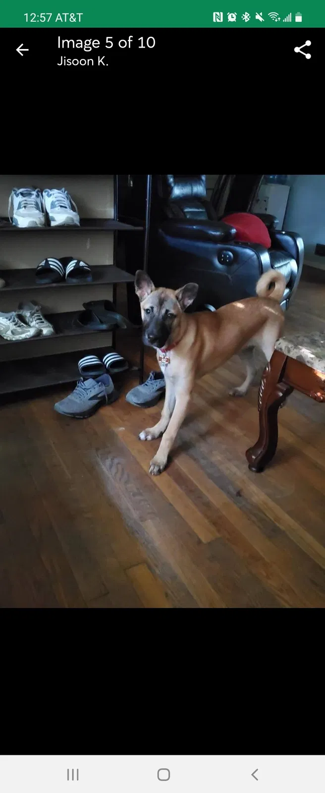 Lost dog in Greensboro, NC, 27410