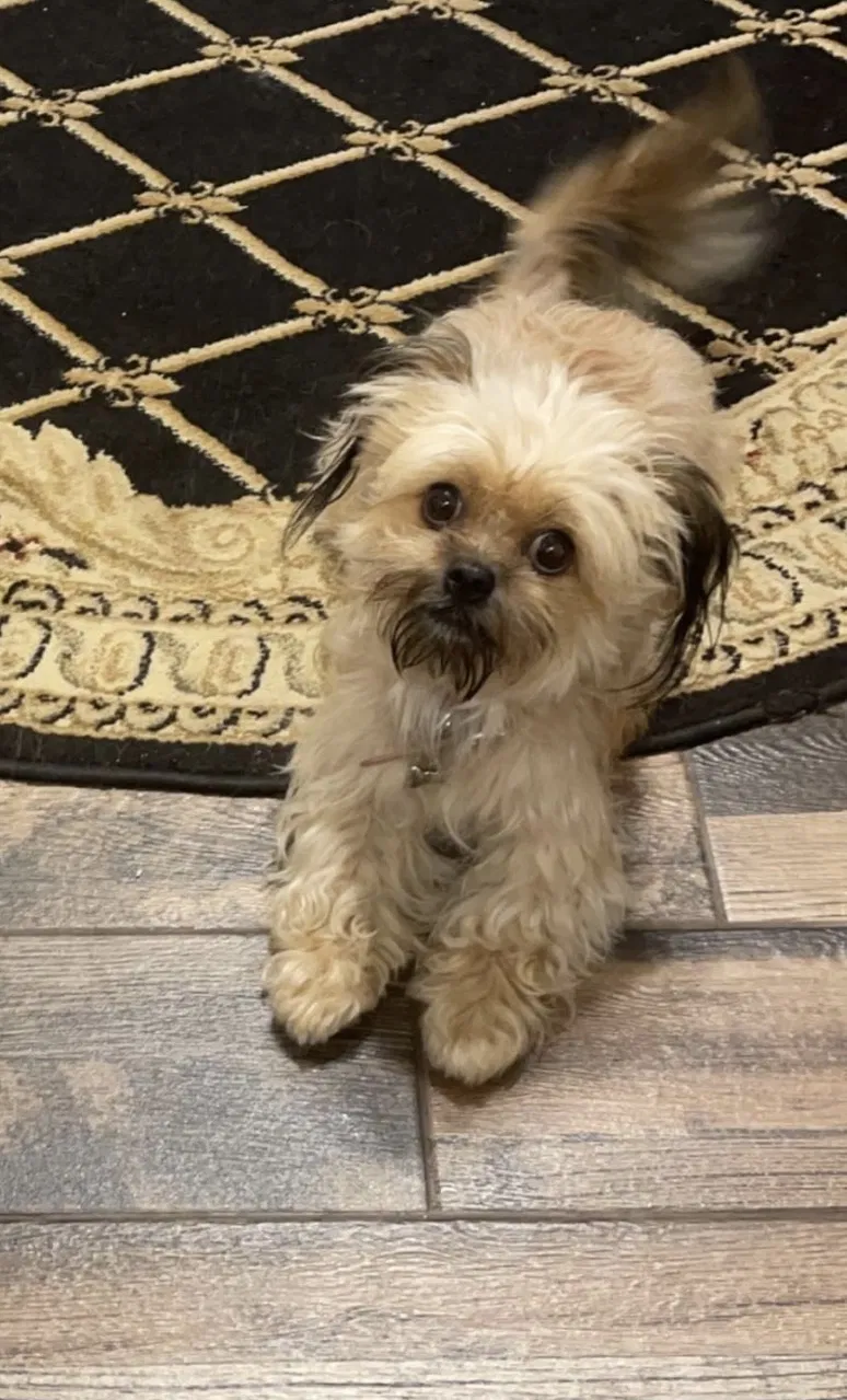 Lost dog in Santa Rosa, CA, 95404