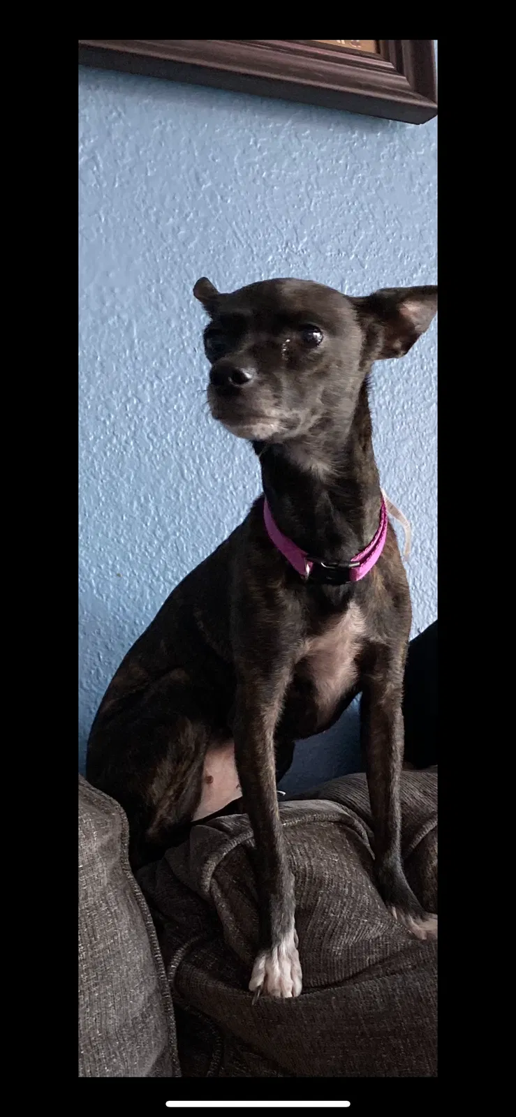 Lost dog in Amarillo, TX, 79104