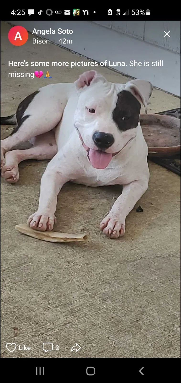 Lost dog in Corpus Christi, TX, 78414