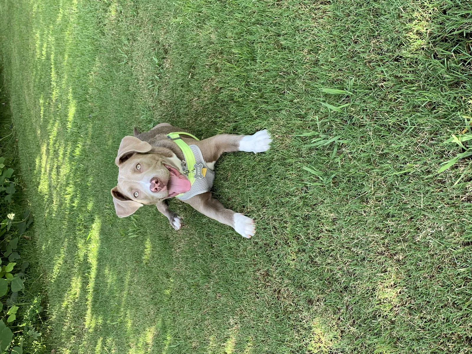 Lost dog in Atlanta, GA, 30324