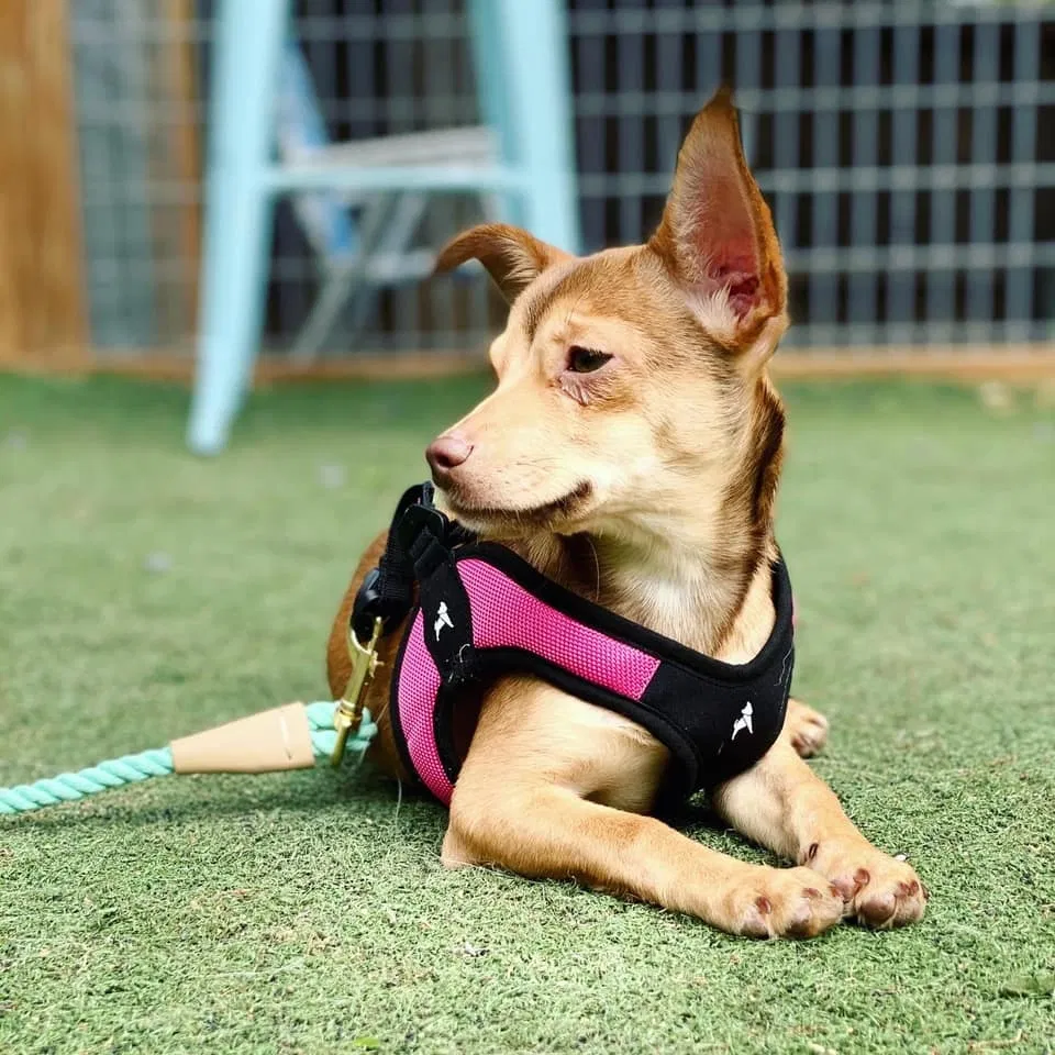 Lost dog in New Braunfels, TX, 78130