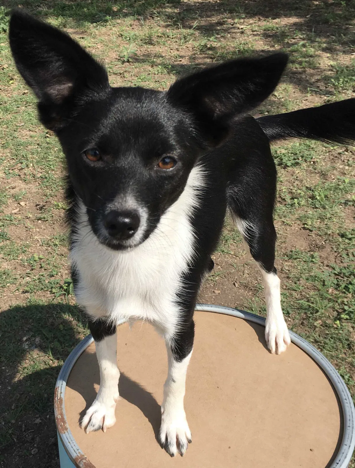 Lost dog in Dayton, OH, 45439