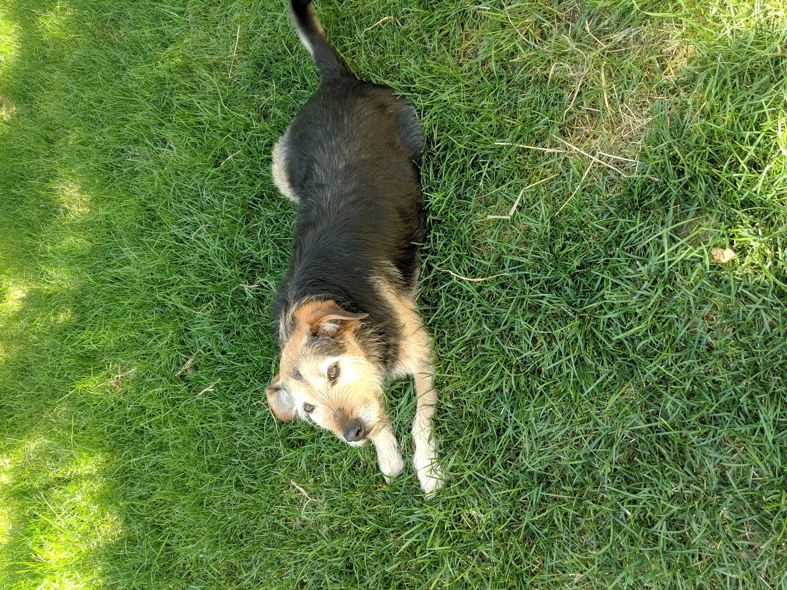 Lost dog in Cincinnati, OH, 45241
