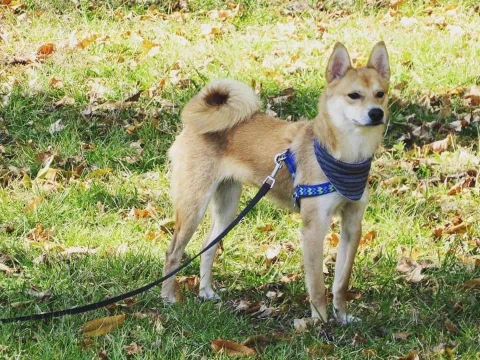 Lost dog in Fortson, GA, 31808
