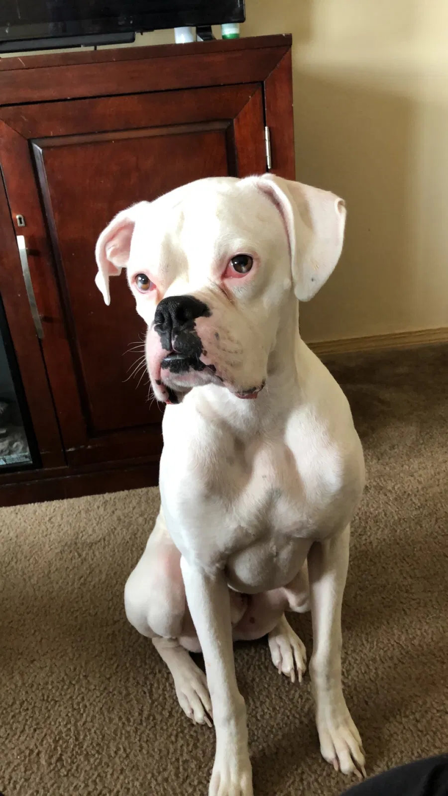 Lost dog in Greenacres, WA, 99016