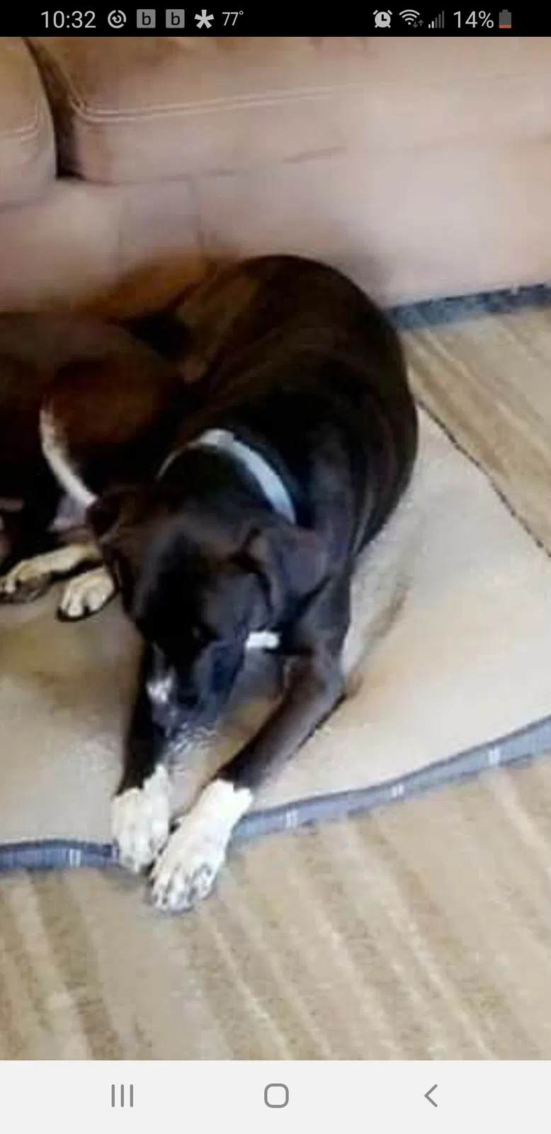 Lost dog in Abilene, TX, 79602