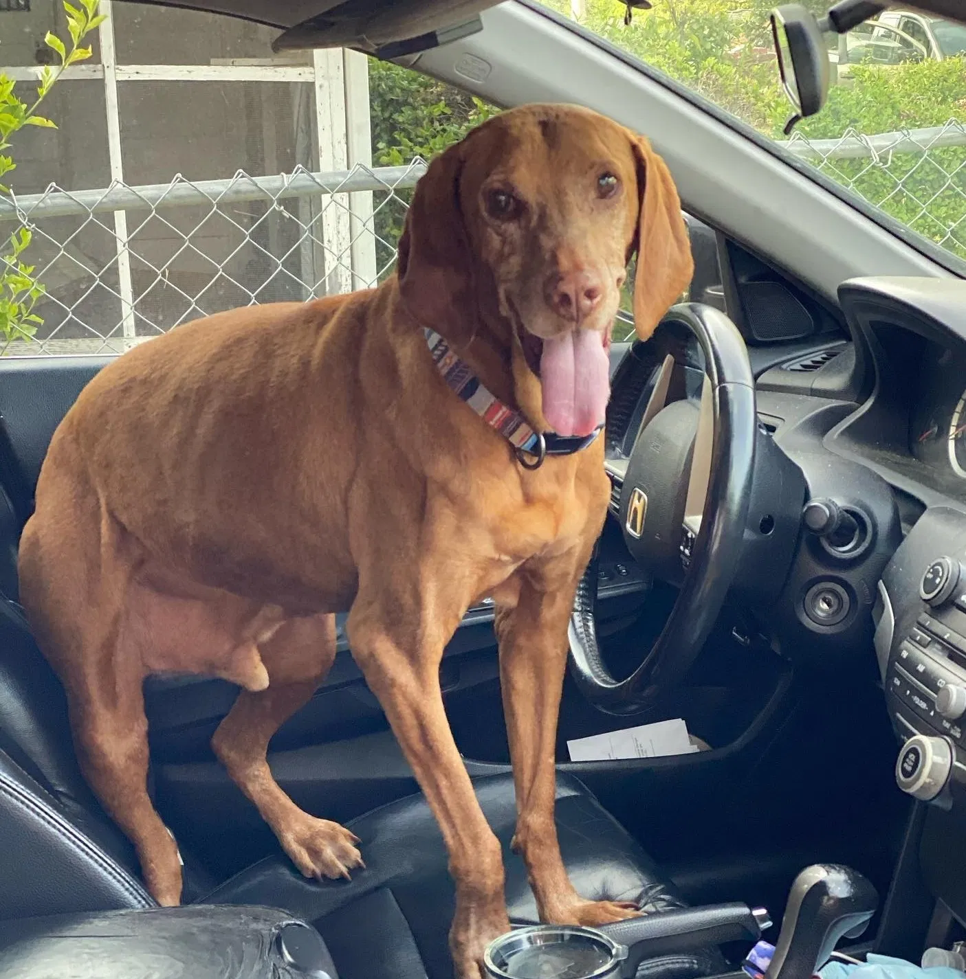 Lost dog in Stockbridge, GA, 30281