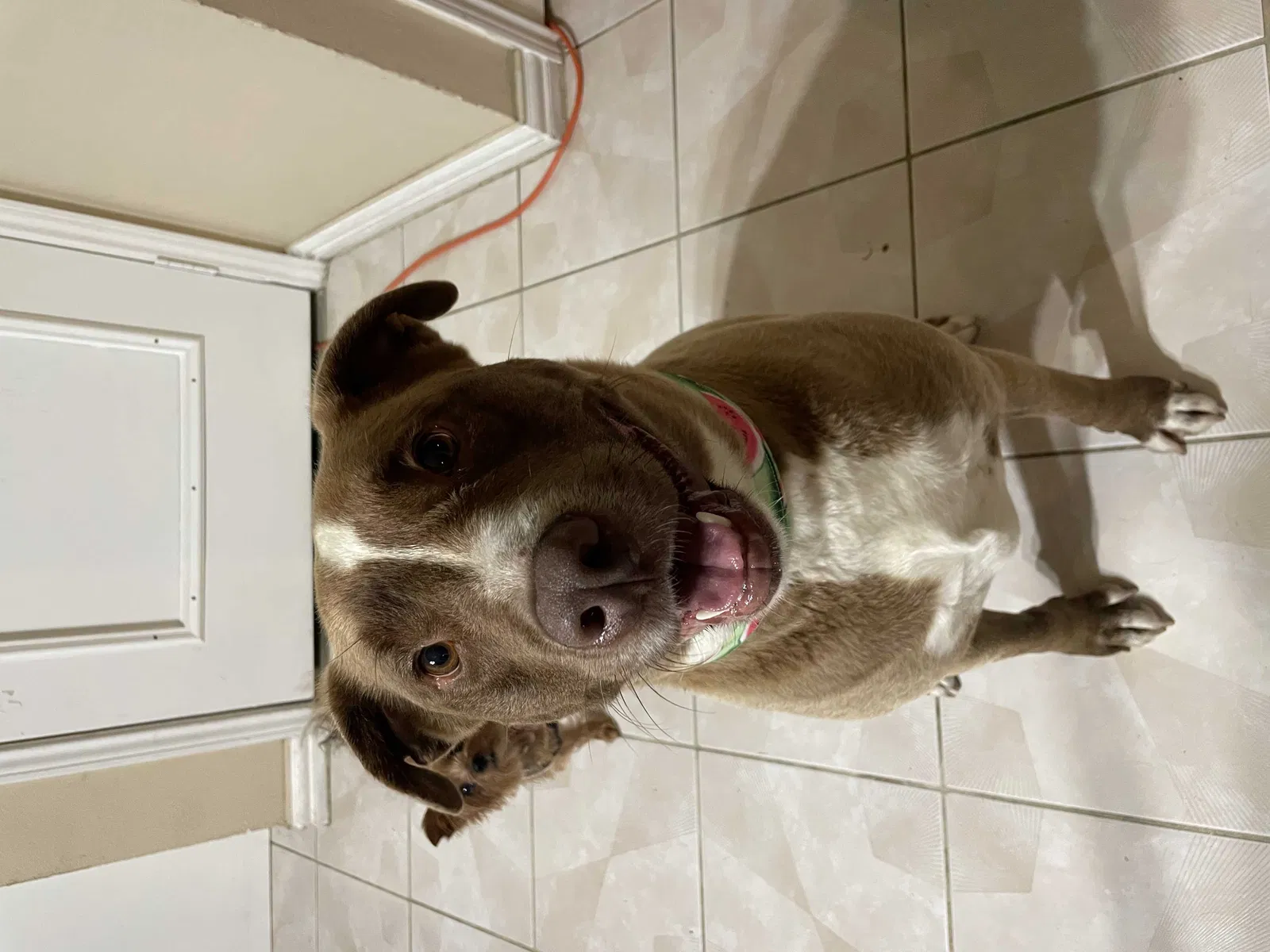 Lost dog in Dallas, TX, 75236