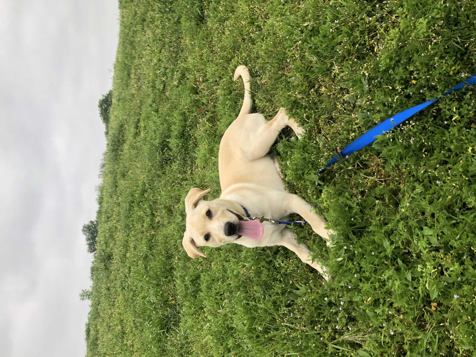 Lost dog in Fort Worth, TX, 76133