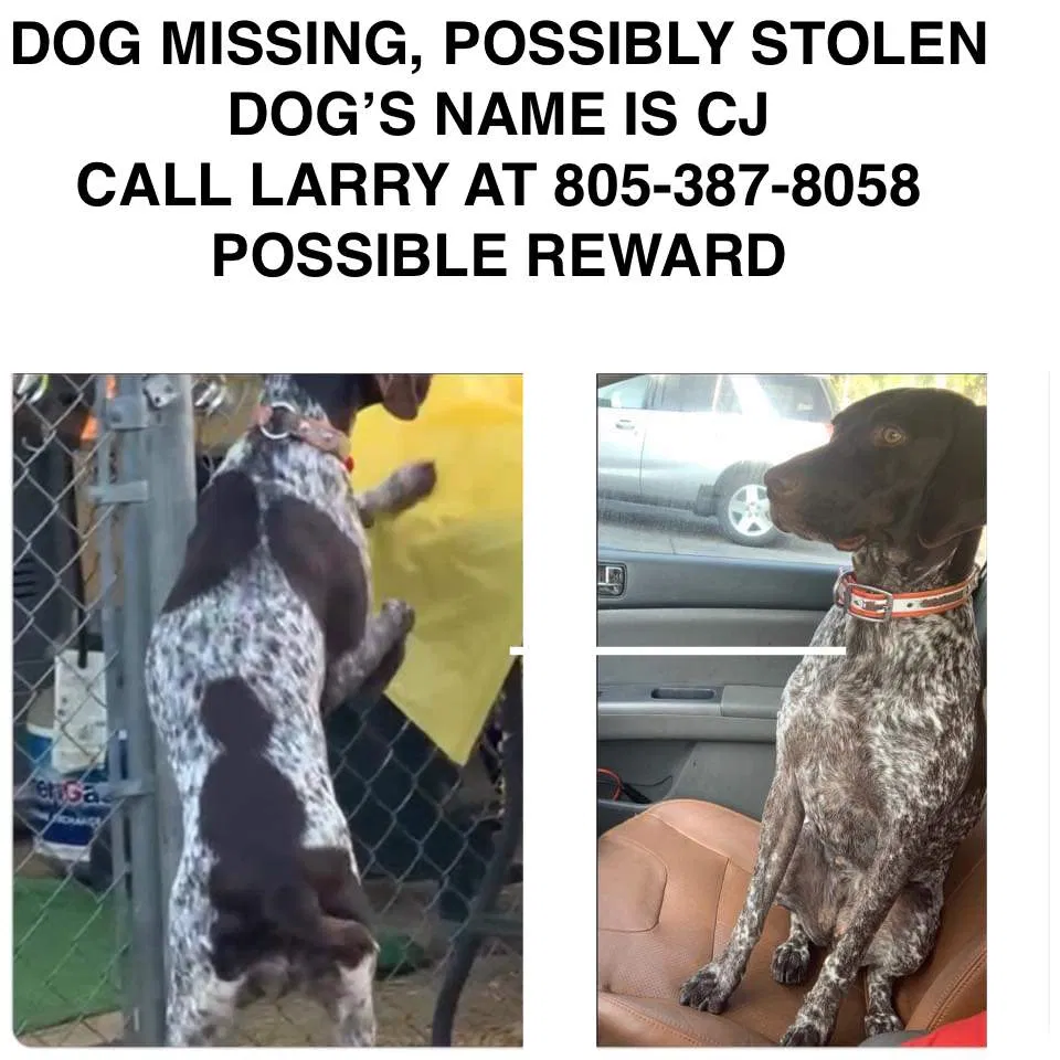 Lost dog in Simi Valley, CA, 93063