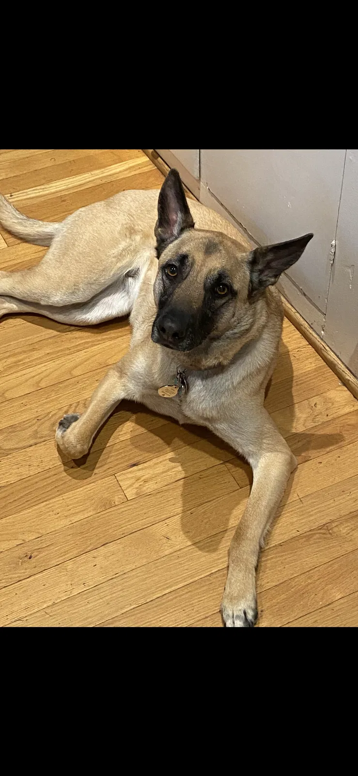 Lost dog in Modesto, CA, 95354