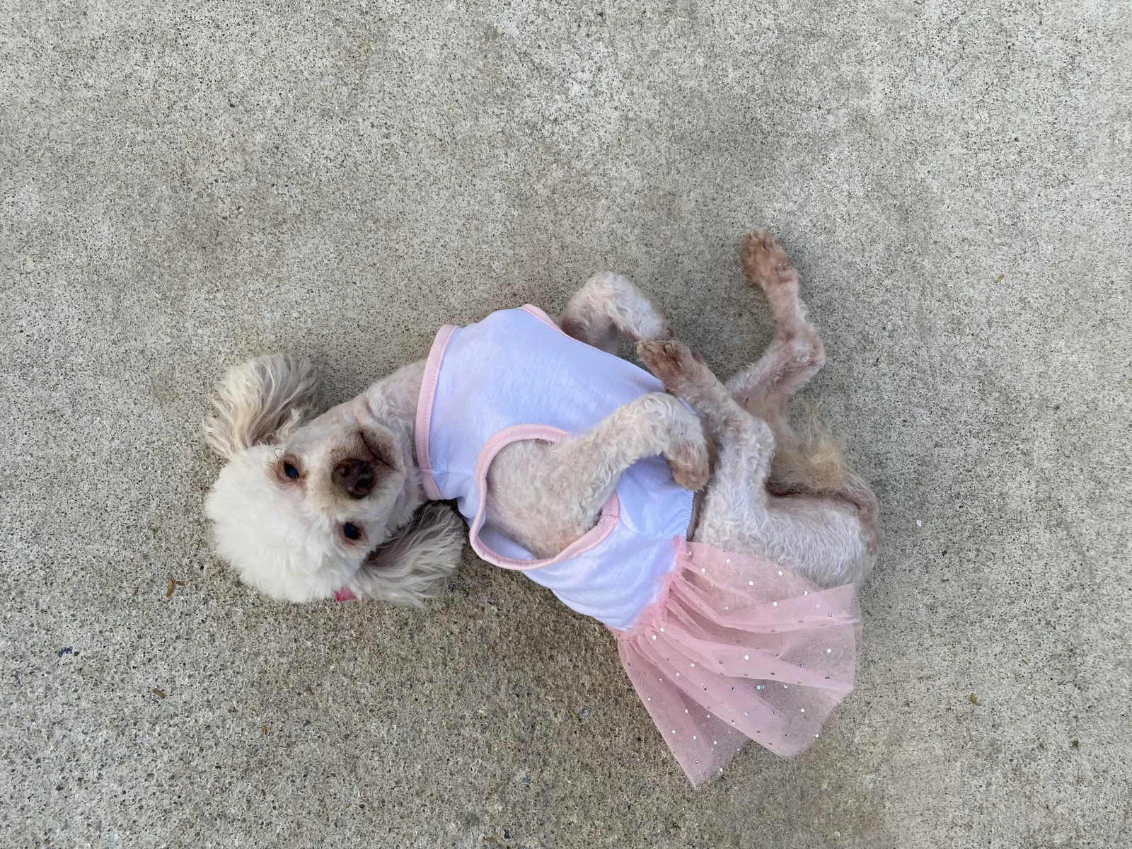 Lost dog in Riverside, CA, 92503