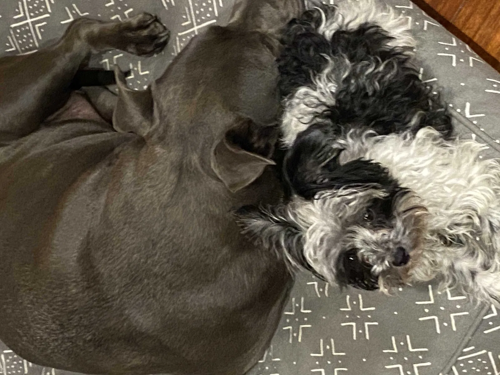 Lost dog in Queens Village, NY, 11429