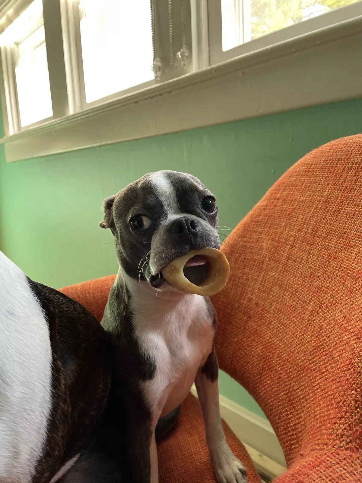 Lost dog in Indianapolis, IN, 46220