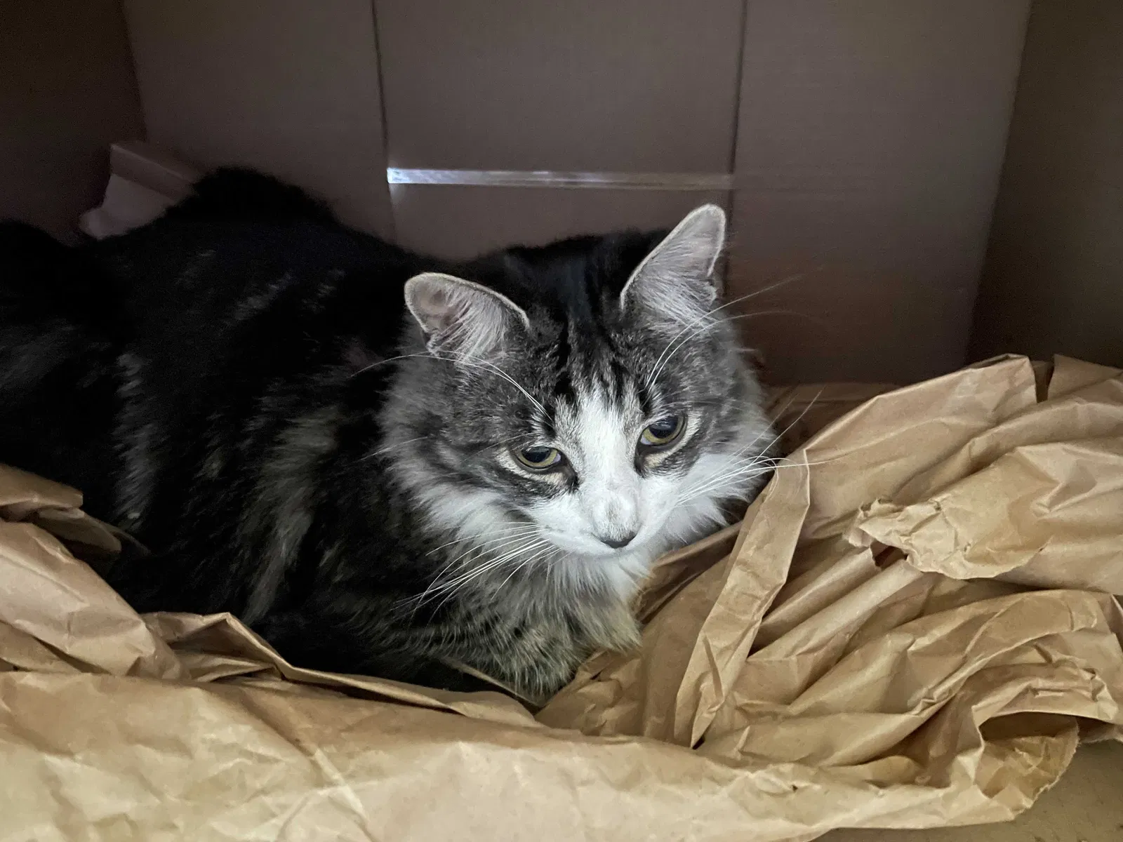Lost cat in Tacoma, WA, 98424