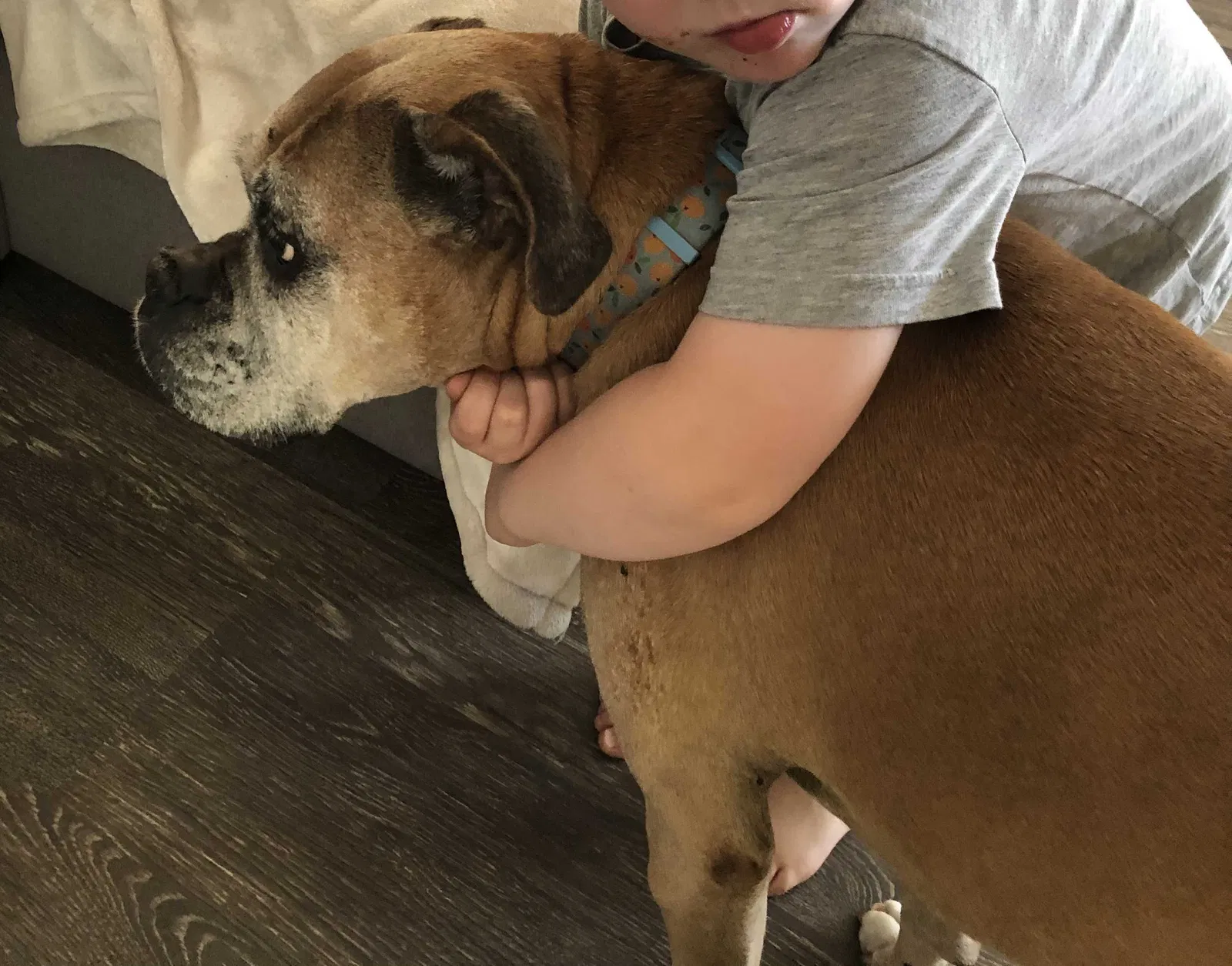 Lost dog in Eugene, OR, 97402