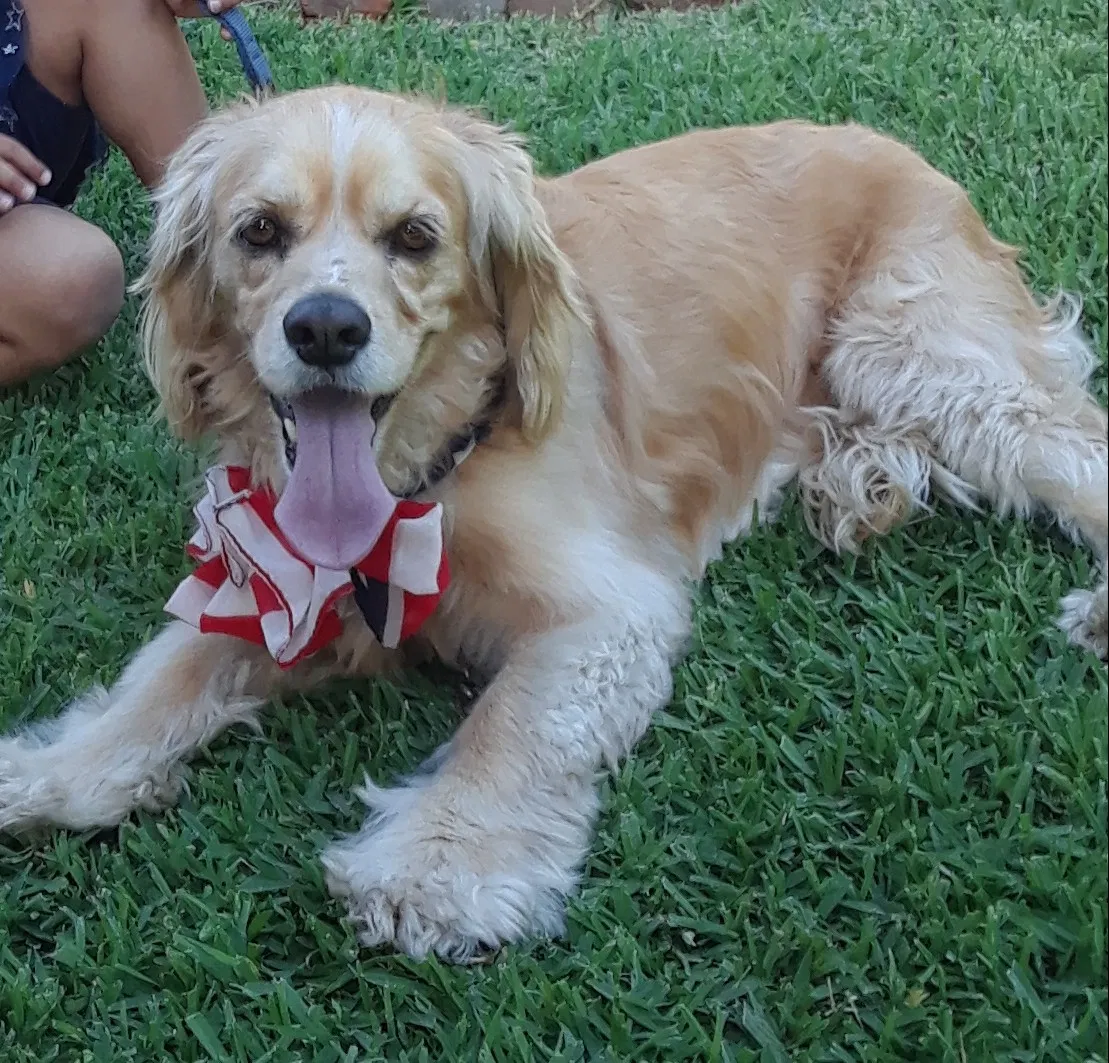 Lost dog in Azusa, CA, 91702