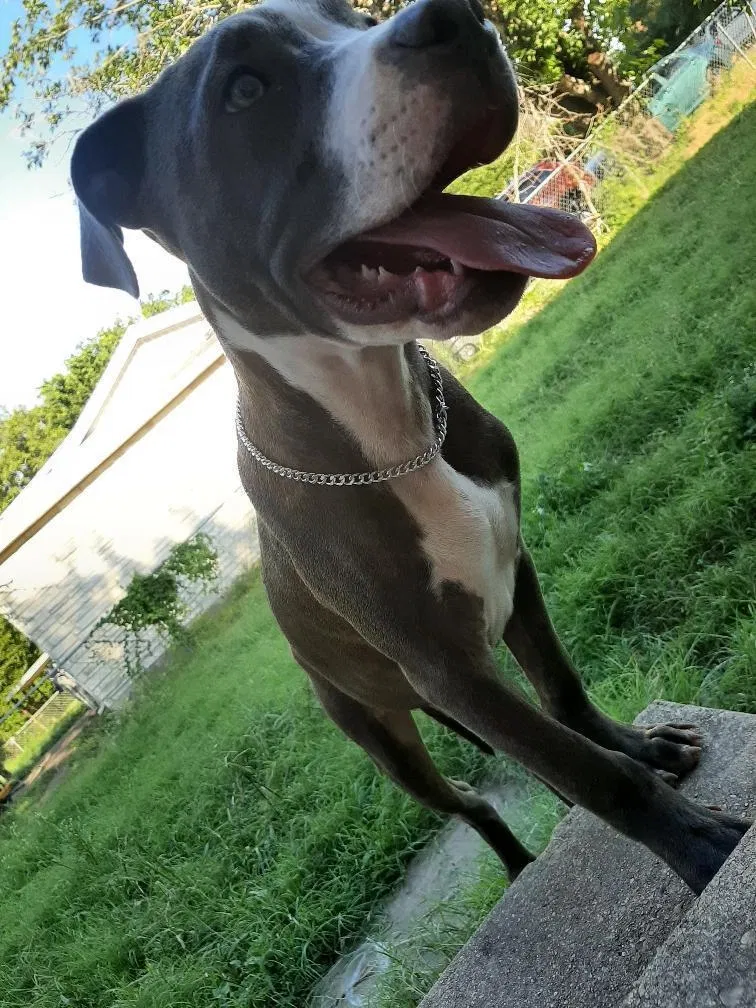 Lost dog in Killeen, TX, 76543