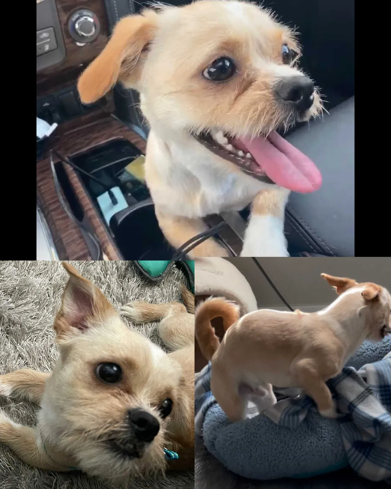 Lost dog in Pearland, TX, 77584