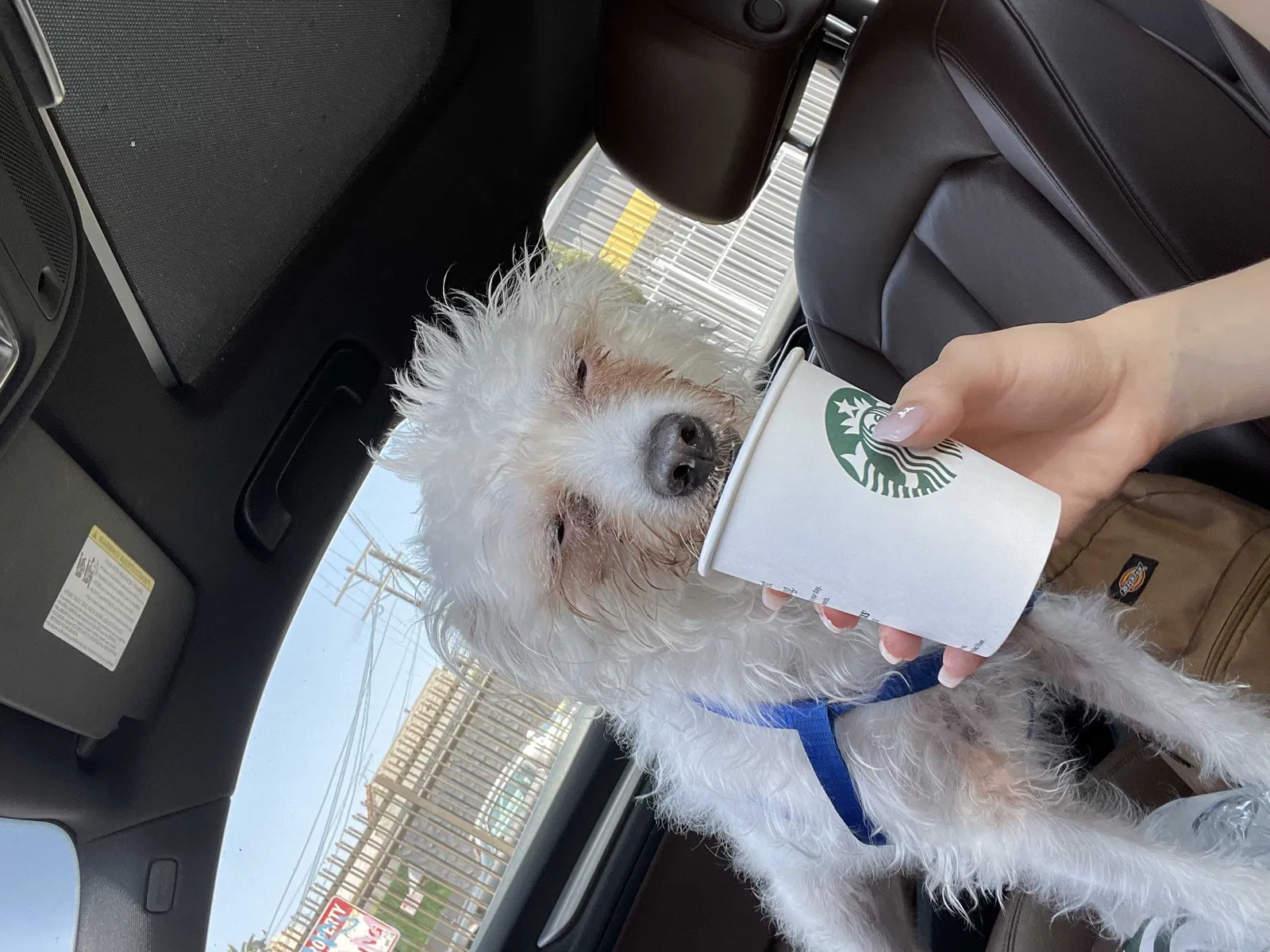 Lost dog in Los Angeles, CA, 90064