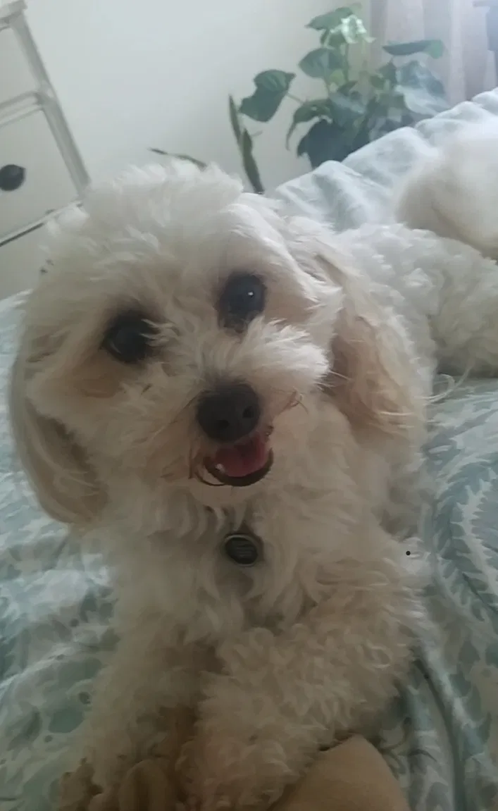 Lost dog in San Benito, TX, 78586