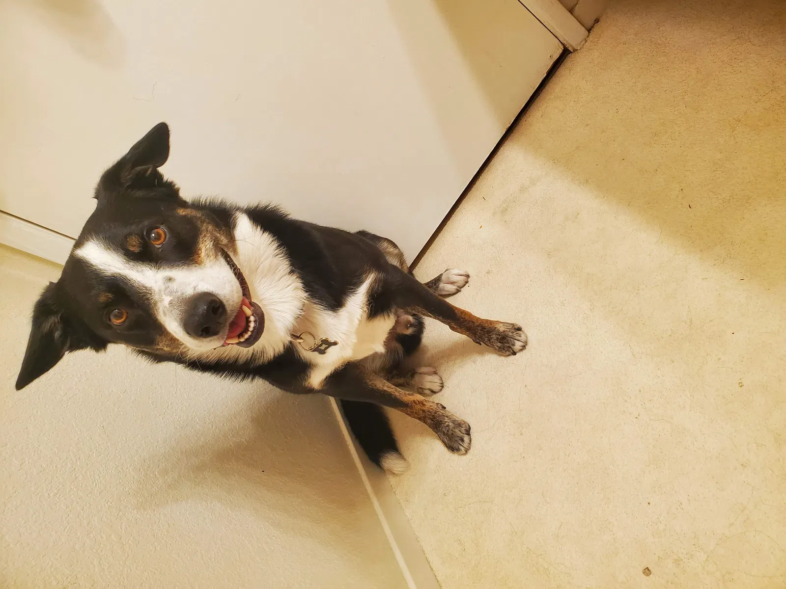 Lost dog in Sacramento, CA, 95823