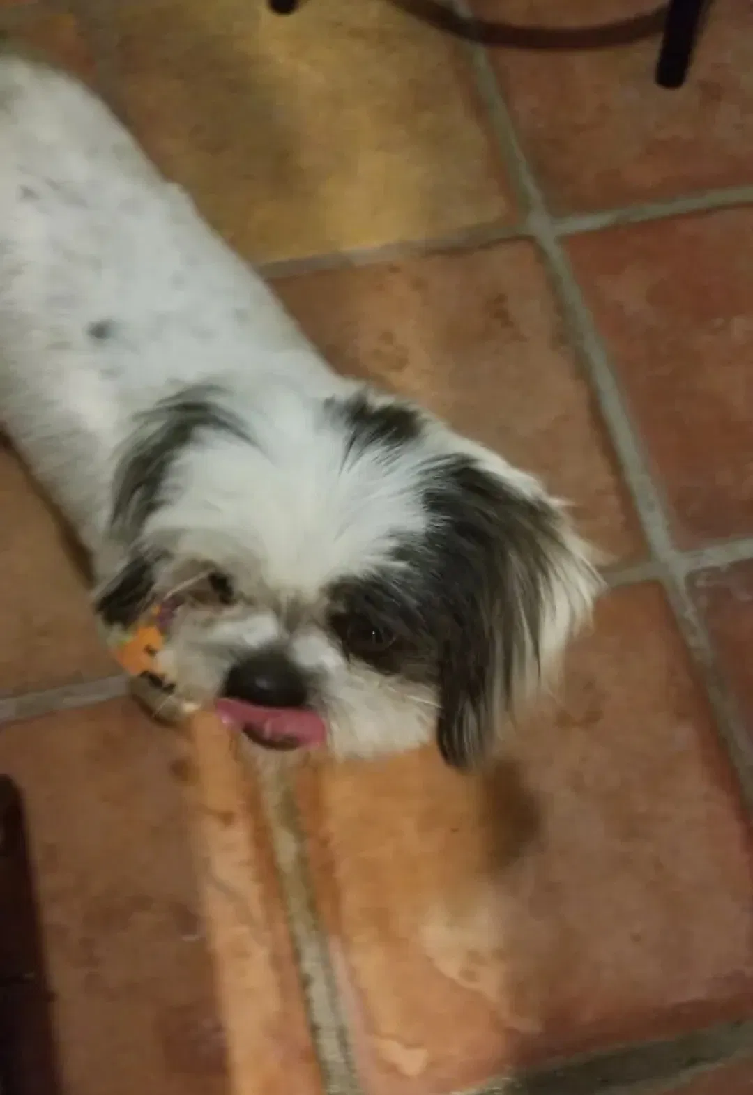 Lost dog in Sylmar, CA, 91342